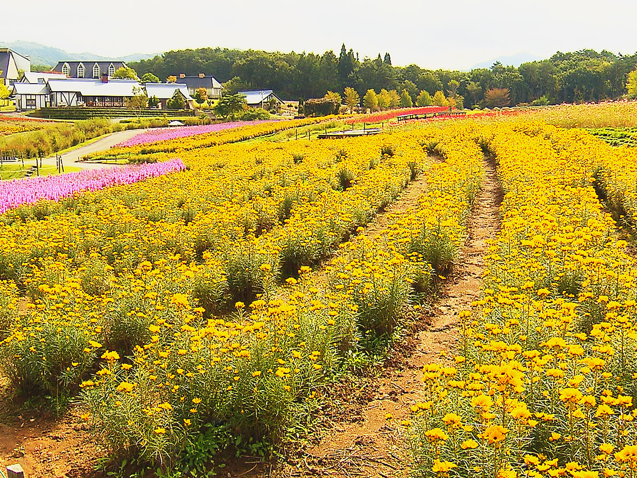 色彩のグラデーション 高原の花畑見ごろ ひるがの高原牧歌の里 ニュース ぎふチャン 岐阜放送公式サイト