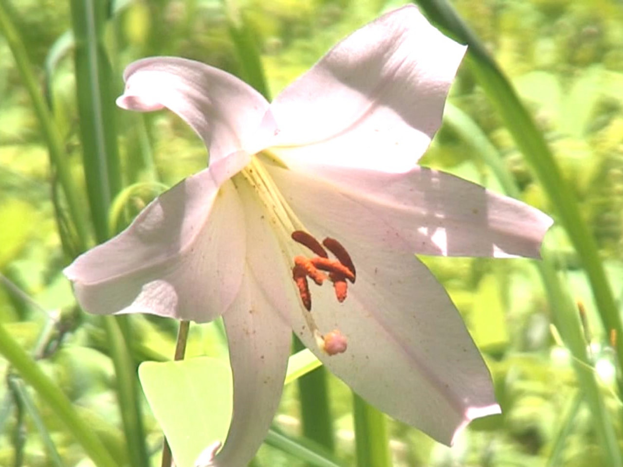 高山市国府町の四十八滝山野草花園「花の森」でササユリが見頃を迎え、美しく可憐な花...