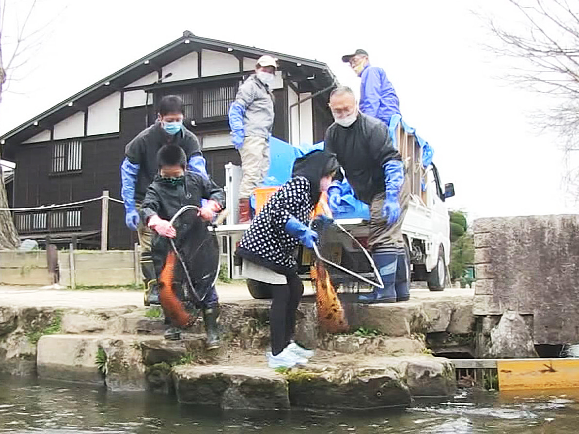岐阜県飛騨市古川町の観光スポット白壁の土蔵沿いに流れる瀬戸川に、冬の間、近くの池...