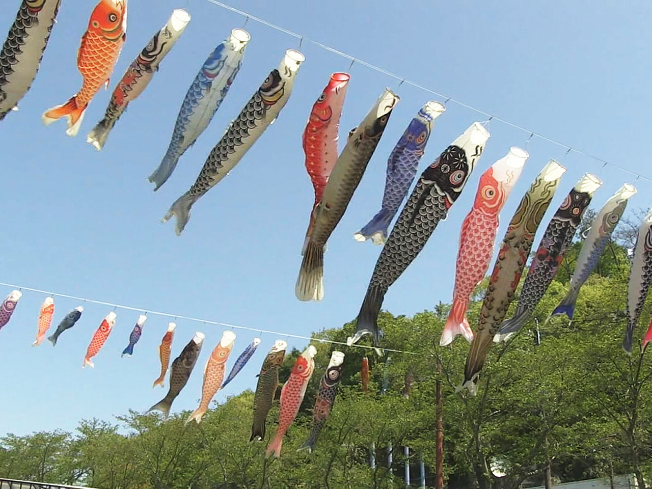 こいのぼり 庭園用 キング印 鯉幟 2019年新作 ナイロンゴールド鯉（金