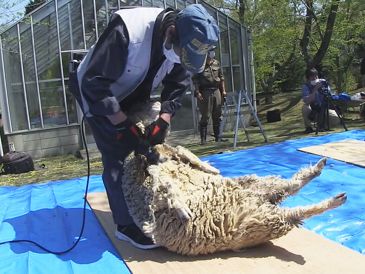 岐阜県土岐市の陶史の森では21日、飼育されている羊がこの1年で伸びた毛を刈っても...