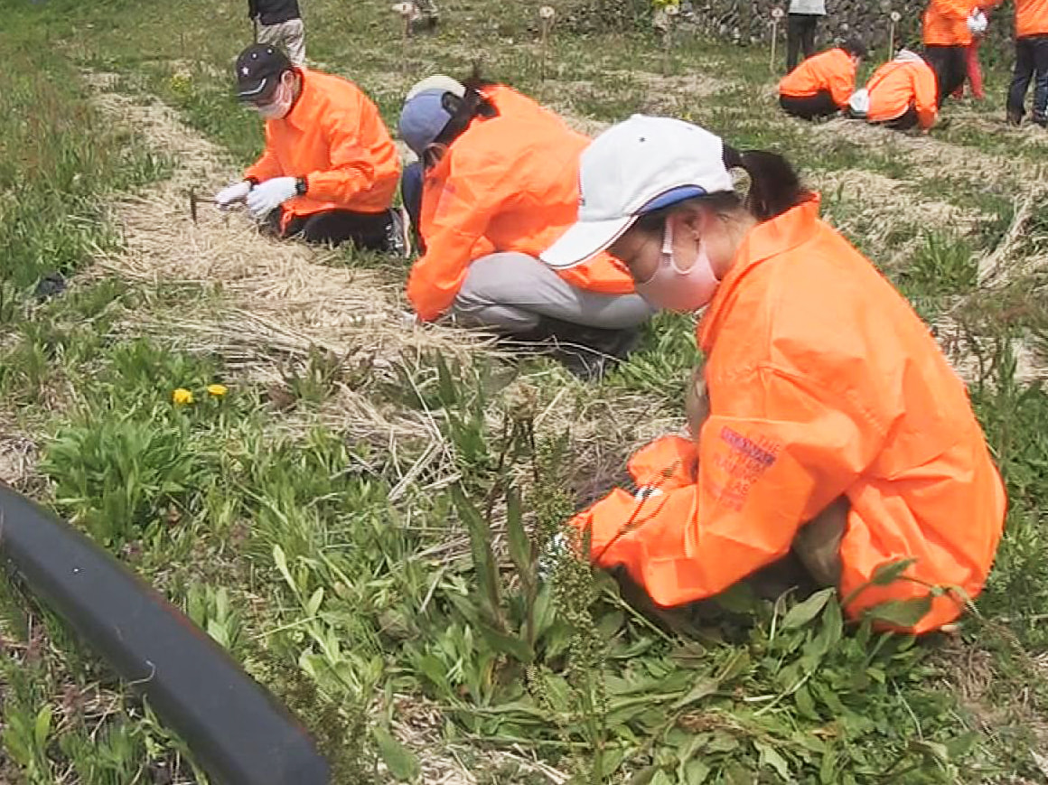 岐阜県飛騨市宮川町の種蔵地域で、かつて盛んだったミョウガ栽培を復活させて農村の原...