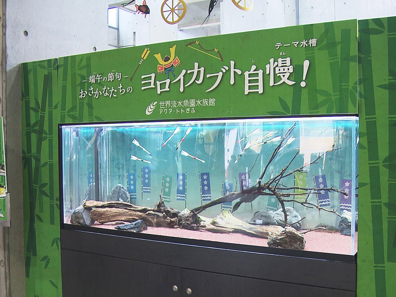 5月5日の端午の節句を前に、岐阜県各務原市の水族館では、よろいやかぶとを連想させ...