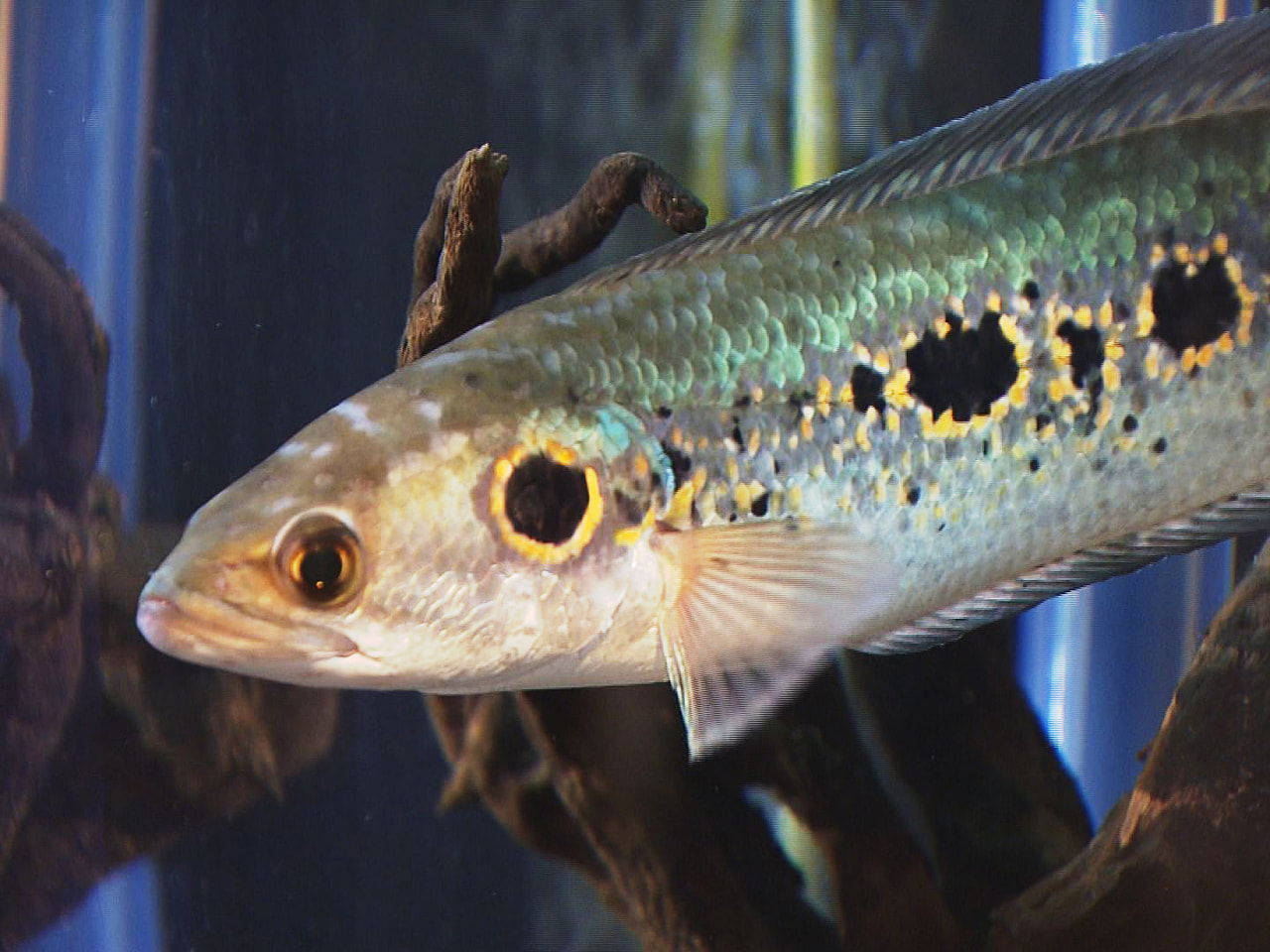 細長い体にヘビのような頭をもつ魚「スネークヘッド」を集めた企画展が、岐阜県各務原...
