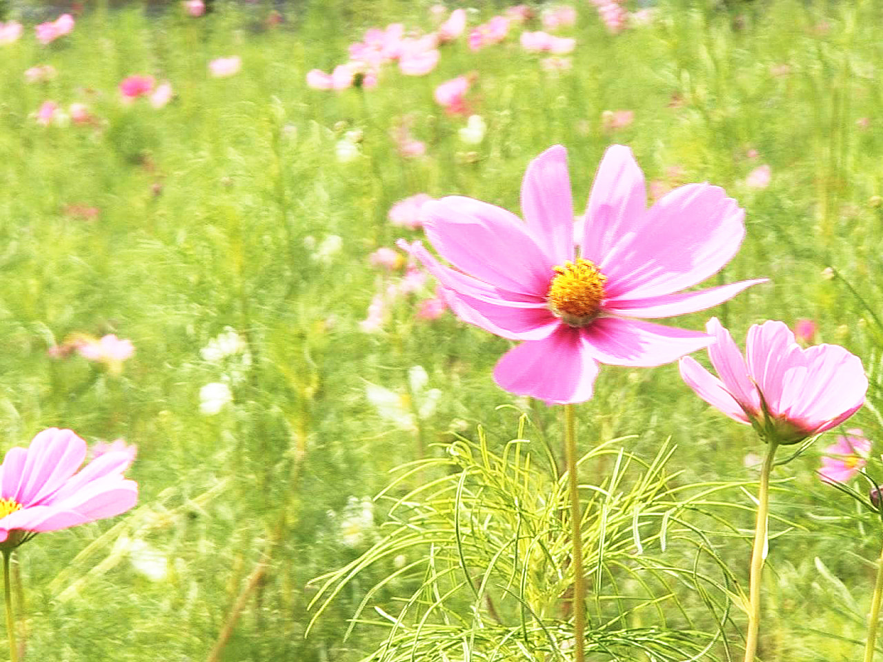 秋風に揺れるピンクや白のコスモス 岐阜市で見頃 ニュース ぎふチャン 岐阜放送公式サイト