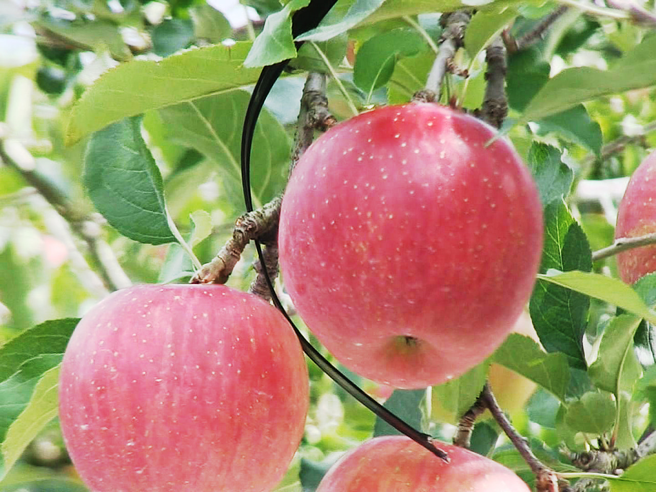 秋の味覚 飛騨りんご の収穫始まる 岐阜県高山市 ニュース ぎふチャン 岐阜放送公式サイト