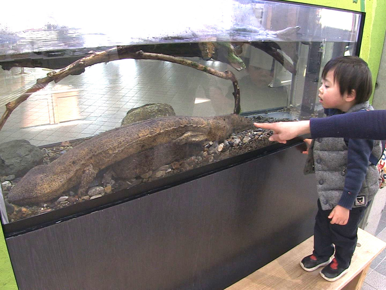 交雑個体のオオサンショウウオ展示 世界淡水魚園水族館アクア・トト