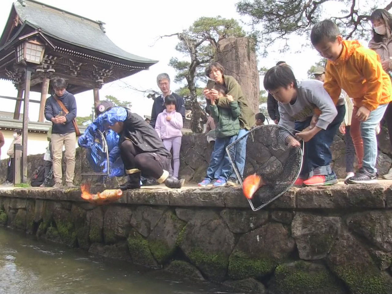 飛騨市古川町の白壁土蔵街を流れる瀬戸川に、約千匹のコイを戻す作業が行われました。...