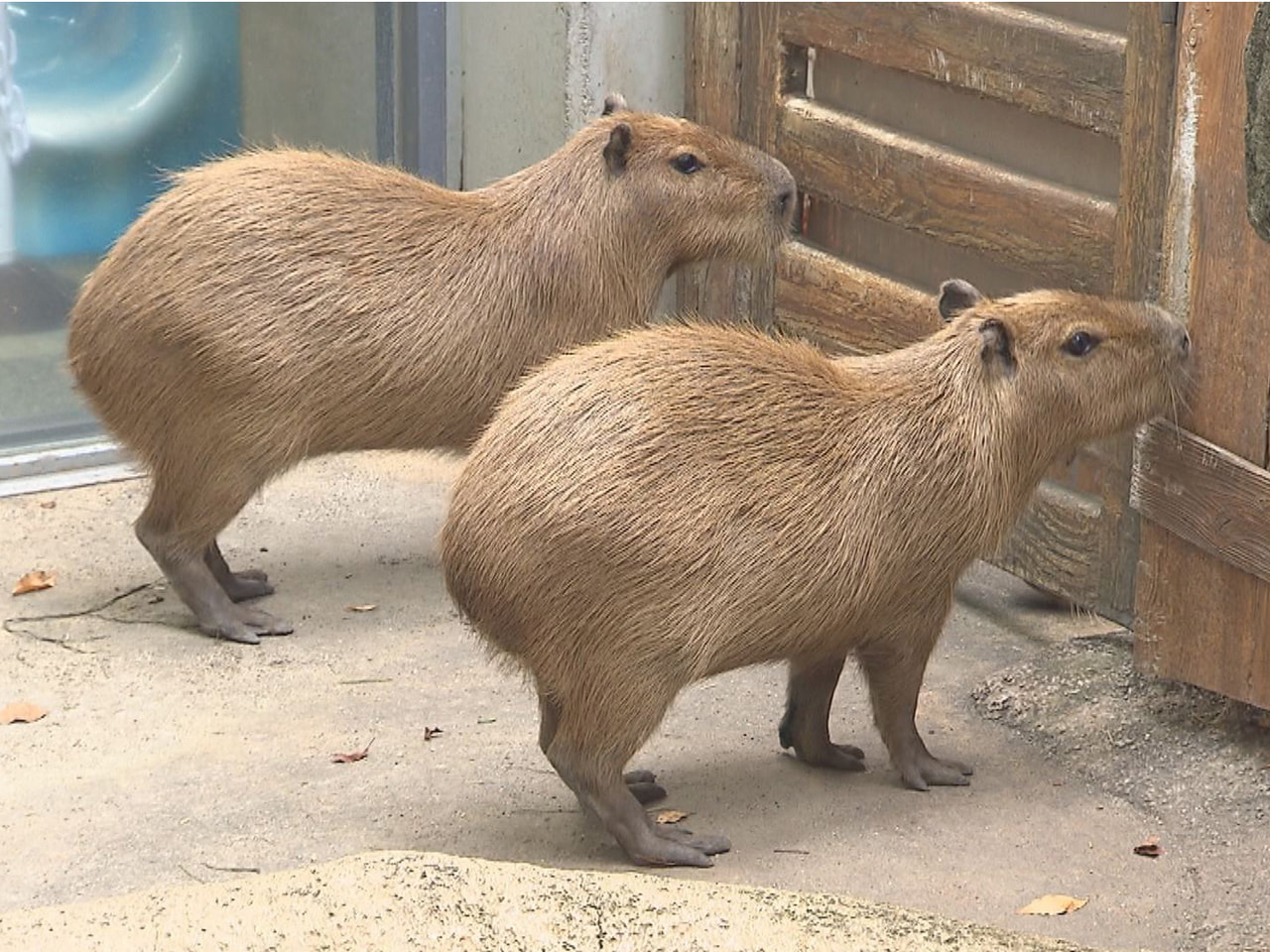 各務原市の世界淡水魚園水族館アクア・トトぎふにカピバラ２頭が仲間入りし、愛らしい...