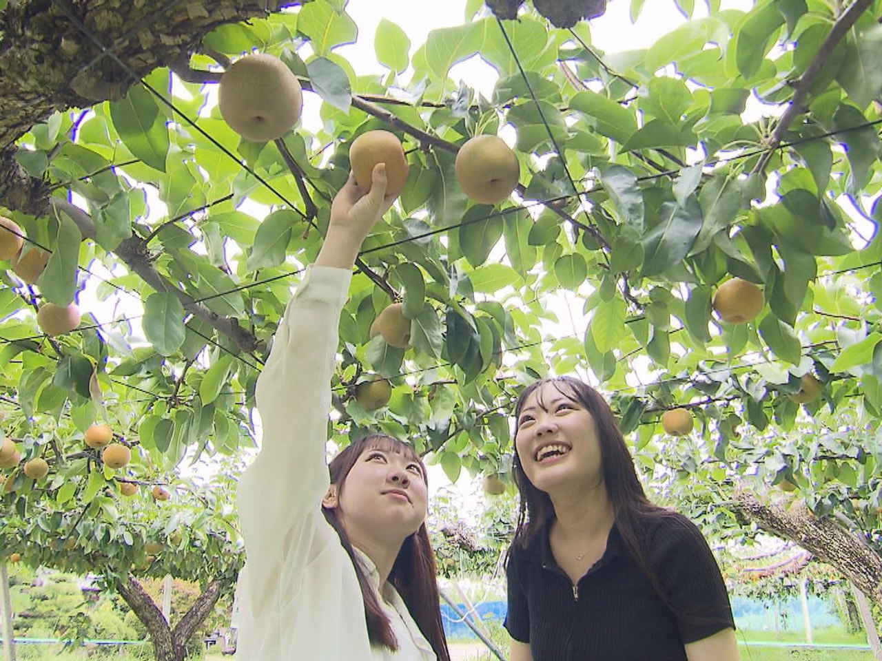 岐阜県内有数のナシの産地、美濃加茂の観光果樹園でナシ狩りが始まり、訪れた人たちが...