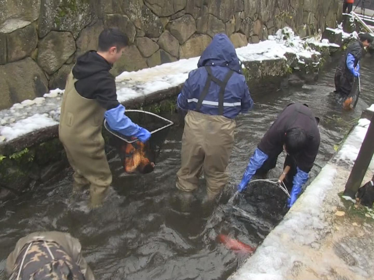 飛騨市の初冬の風物詩、瀬戸川のコイの引っ越し作業が、白く雪化粧した古い町並みで行...