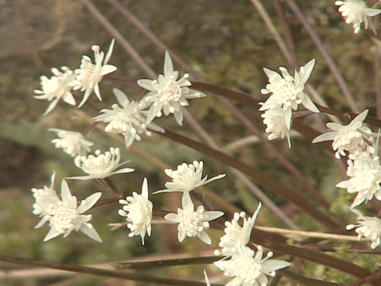 飛騨地域に春の訪れを告げるセリバオウレンの花が、高山市の公園で咲き始めています。...