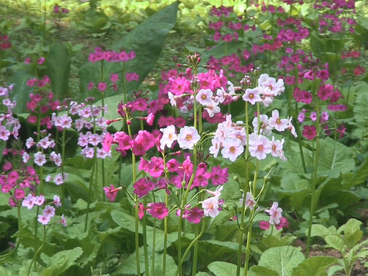 高山市の四十八滝山野草花園では、クリンソウの花が見ごろを迎え、訪れた人たちを楽し...