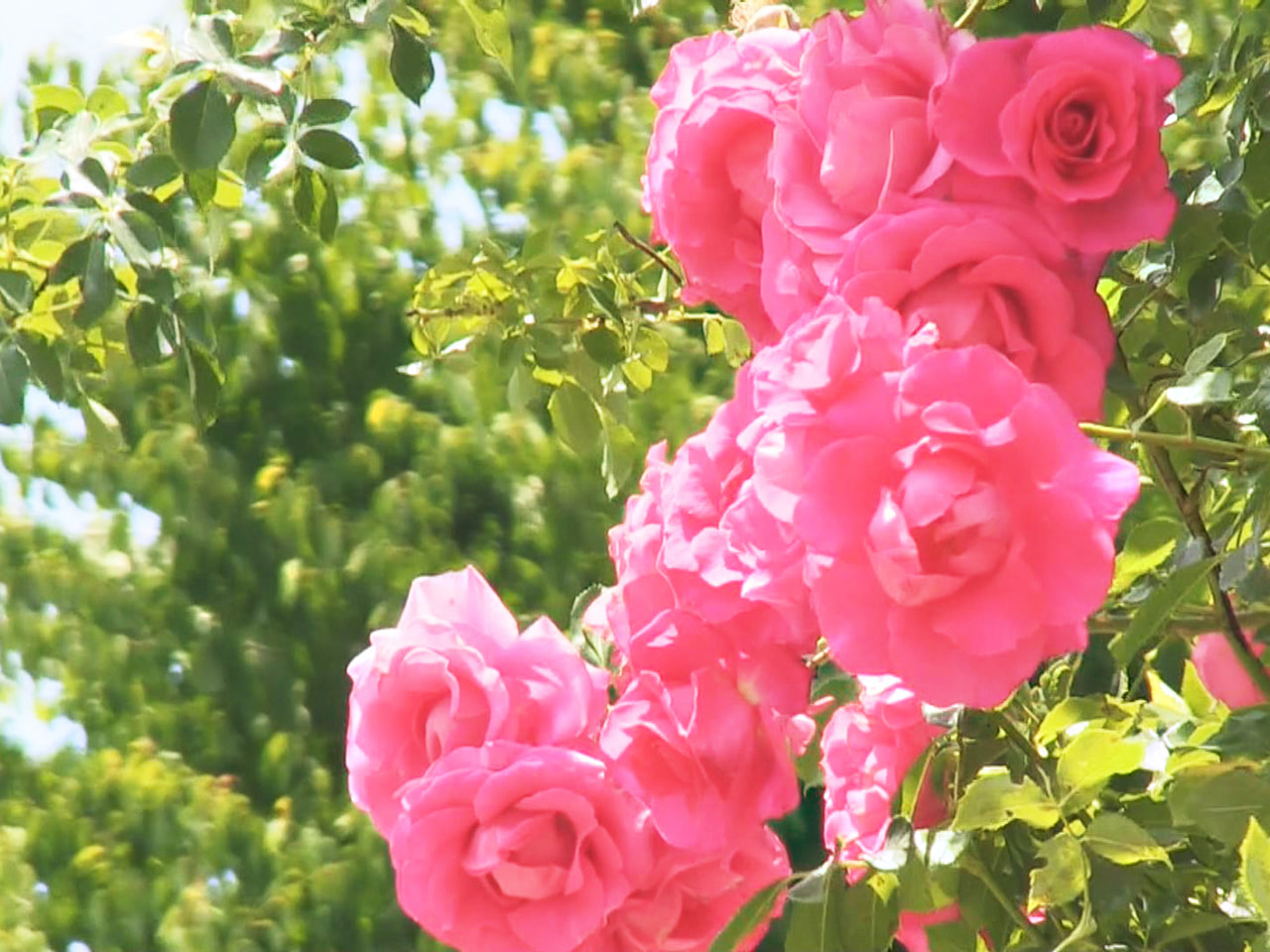 飛騨市河合町のバラ園では、２０２４年の本格オープンを前に、色とりどりの美しいバラ...