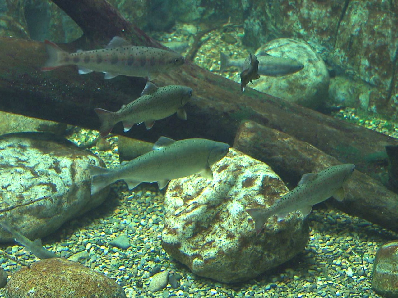 郡上市の長良川で釣り上げられた天然のサツキマスが各務原市の水族館で展示され、来場...