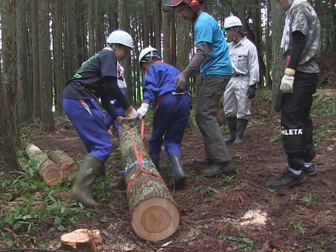 高山市の小学校で間伐を体験する授業が行われ、子どもたちは森林環境を守る大切さを学...