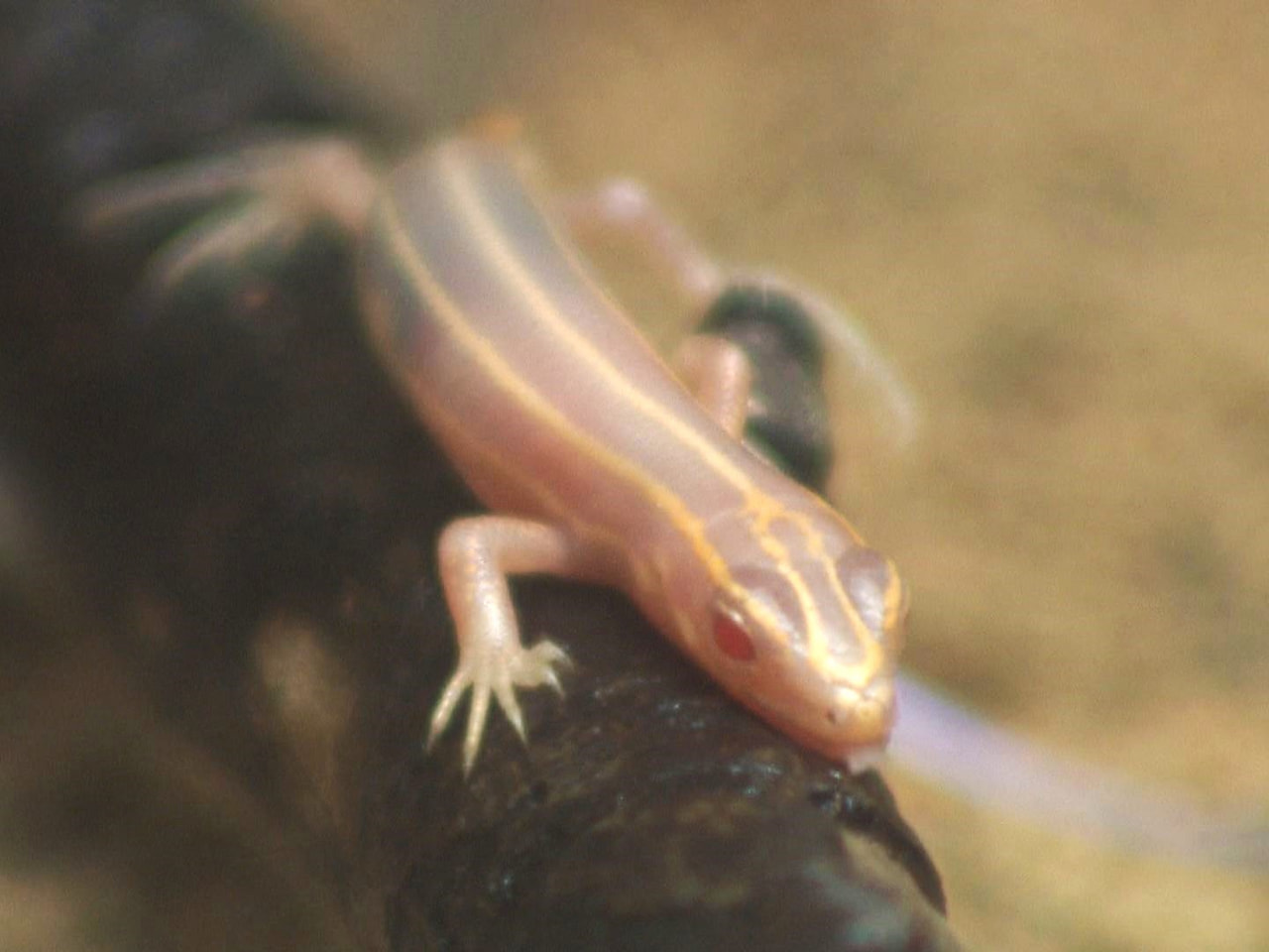 発見報告がほとんどなく非常に珍しいとされる「白いトカゲ」が各務原市の水族館で展示...