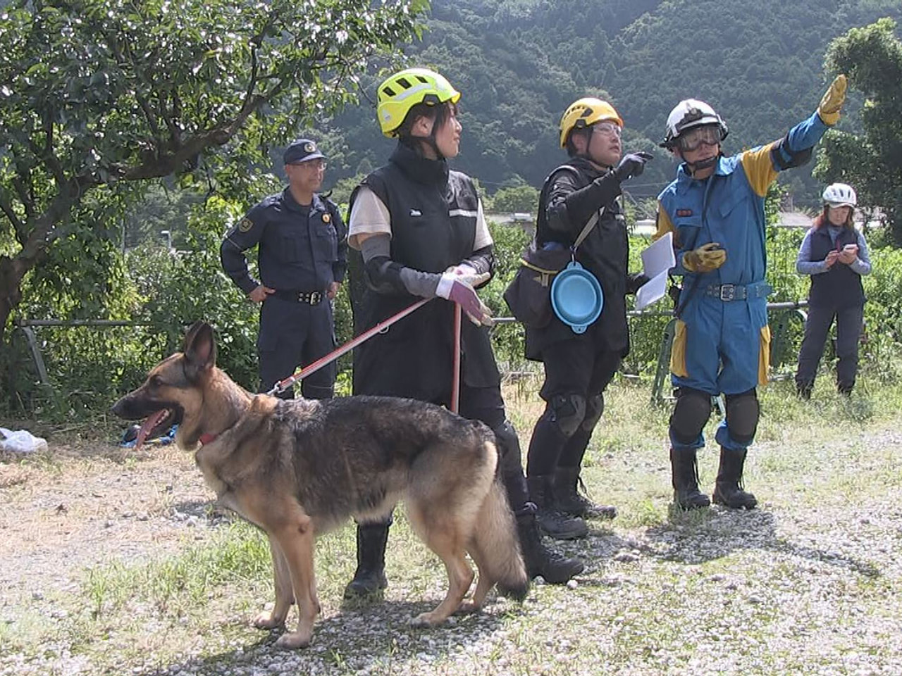 災害現場での救助活動に欠かせない存在の災害救助犬。岐阜県警は４日、地震発生に備え...