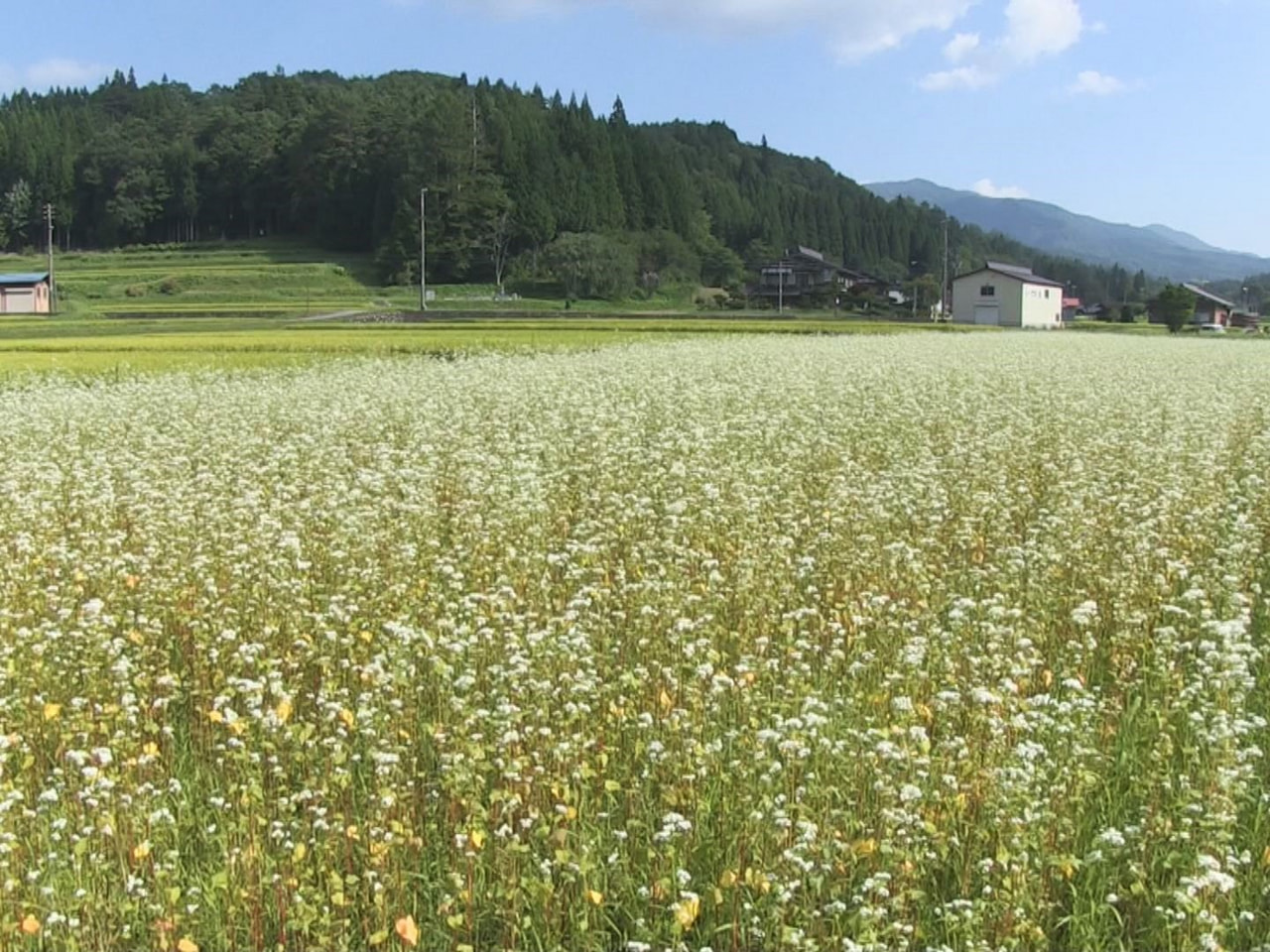 高山市荘川町でソバの花が見ごろを迎え、畑一面に真っ白な風景が広がっています。 高...