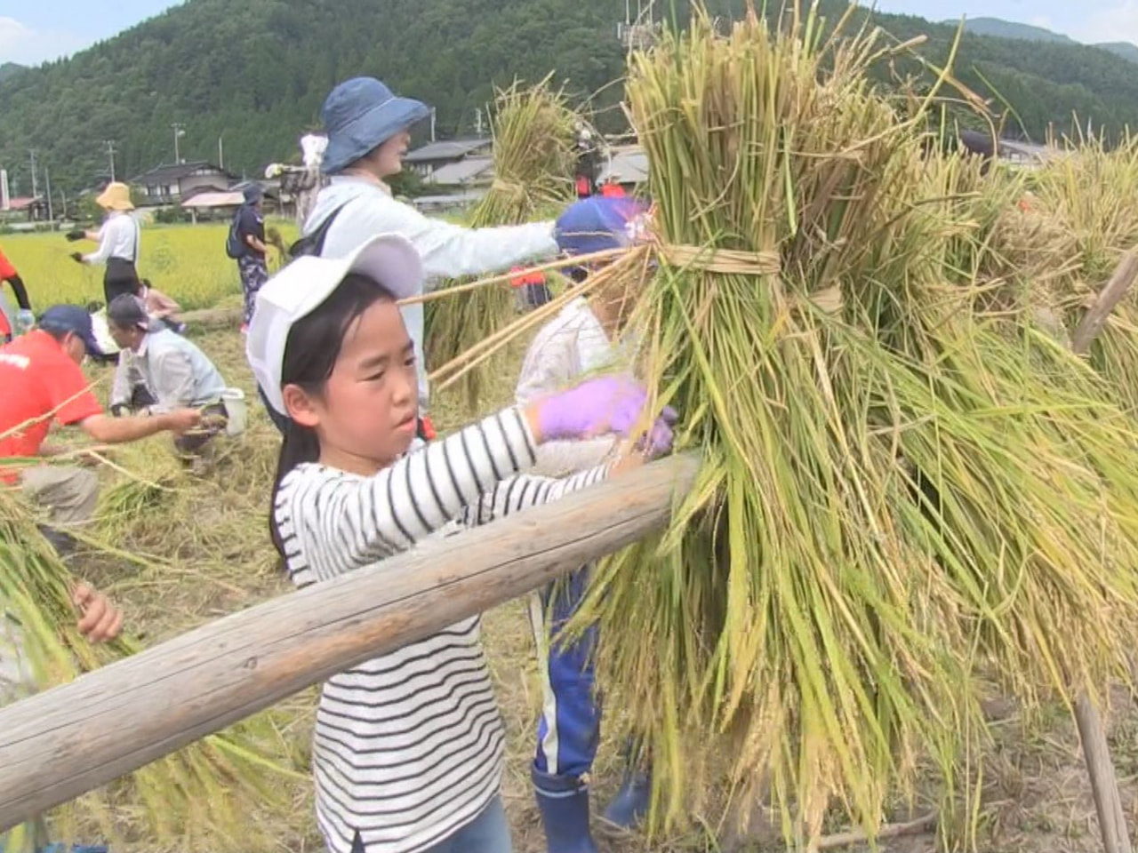 高山市の農業体験施設「荒城農業小学校」で、地元の小学生らが鎌を使った昔ながらの稲...