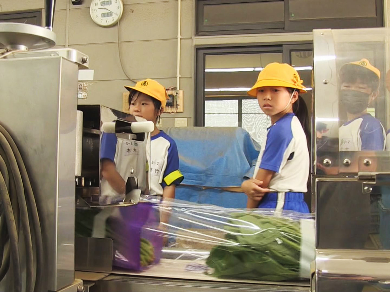 高山市の小学生が地元のホウレンソウ農家へ仕事見学に訪れ、栽培から販売までの工程や...