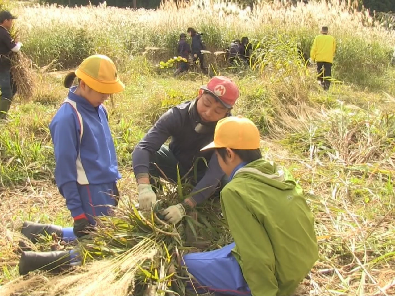 世界遺産白川郷の合掌集落を後世に残そうと、地元の小中学生が かや刈り作業を体験し...