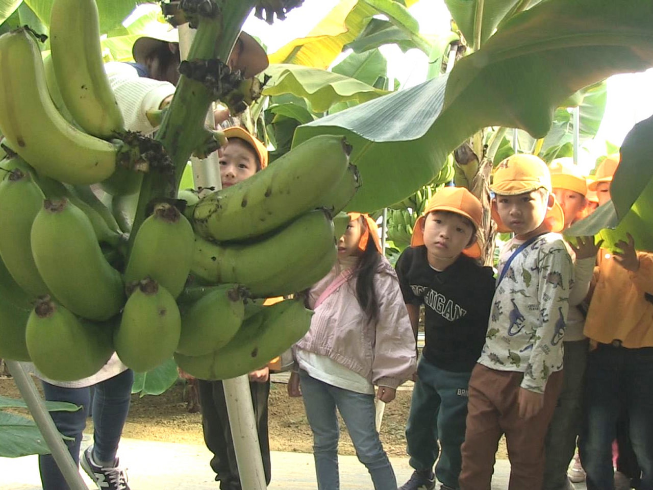 山県市の保育園に通う園児が７日、完全無農薬で栽培している地元のバナナ農園を訪れ、...