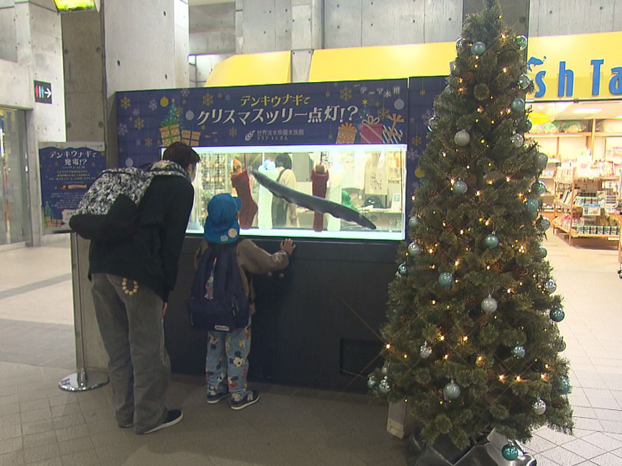 各務原市の世界淡水魚園水族館アクア・トトぎふでクリスマスにちなんだ水槽が展示され...