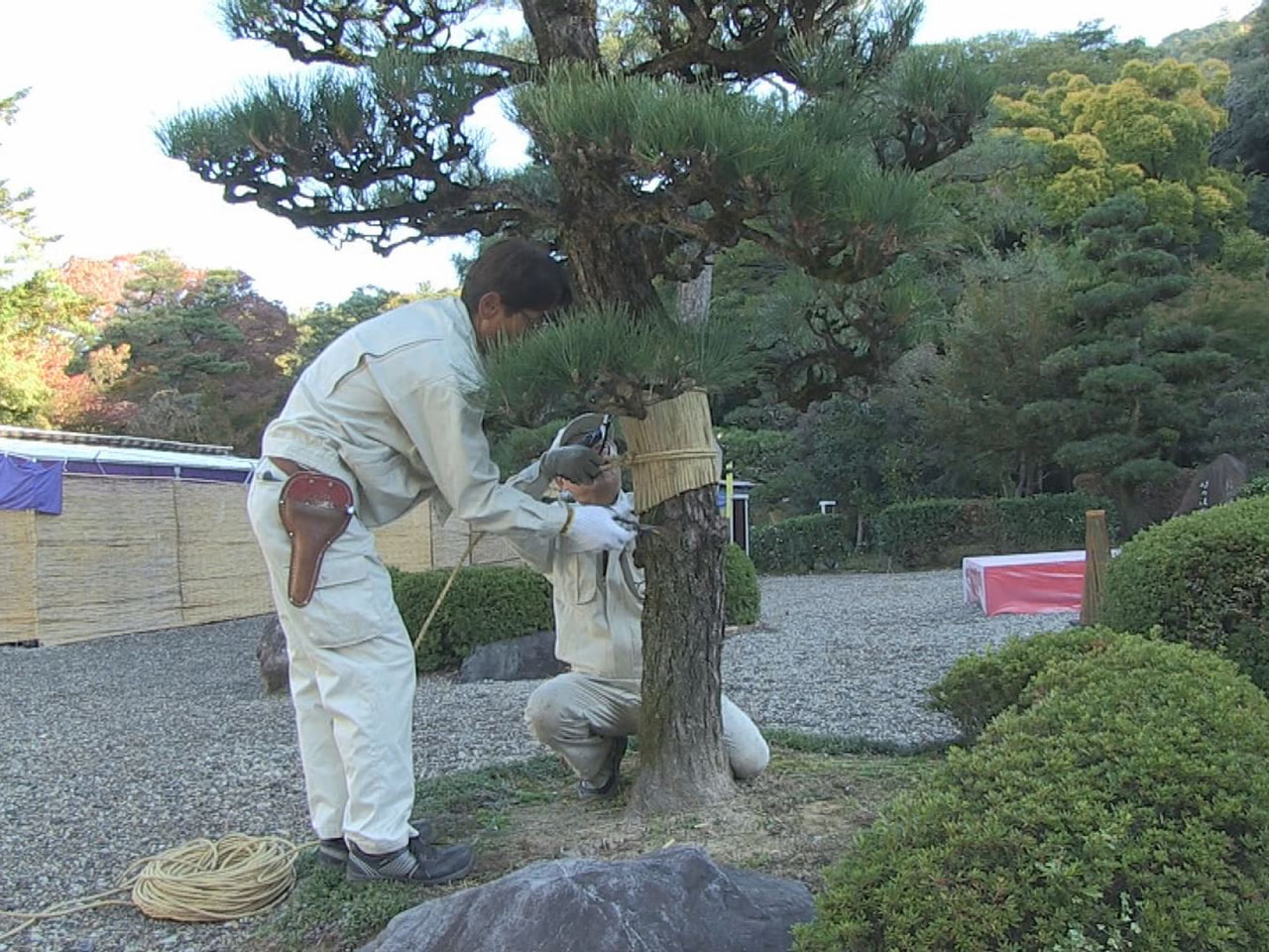 本格的な冬の訪れを前に岐阜市の岐阜公園で２１日、松の木の冬支度「こも巻き」の作業...