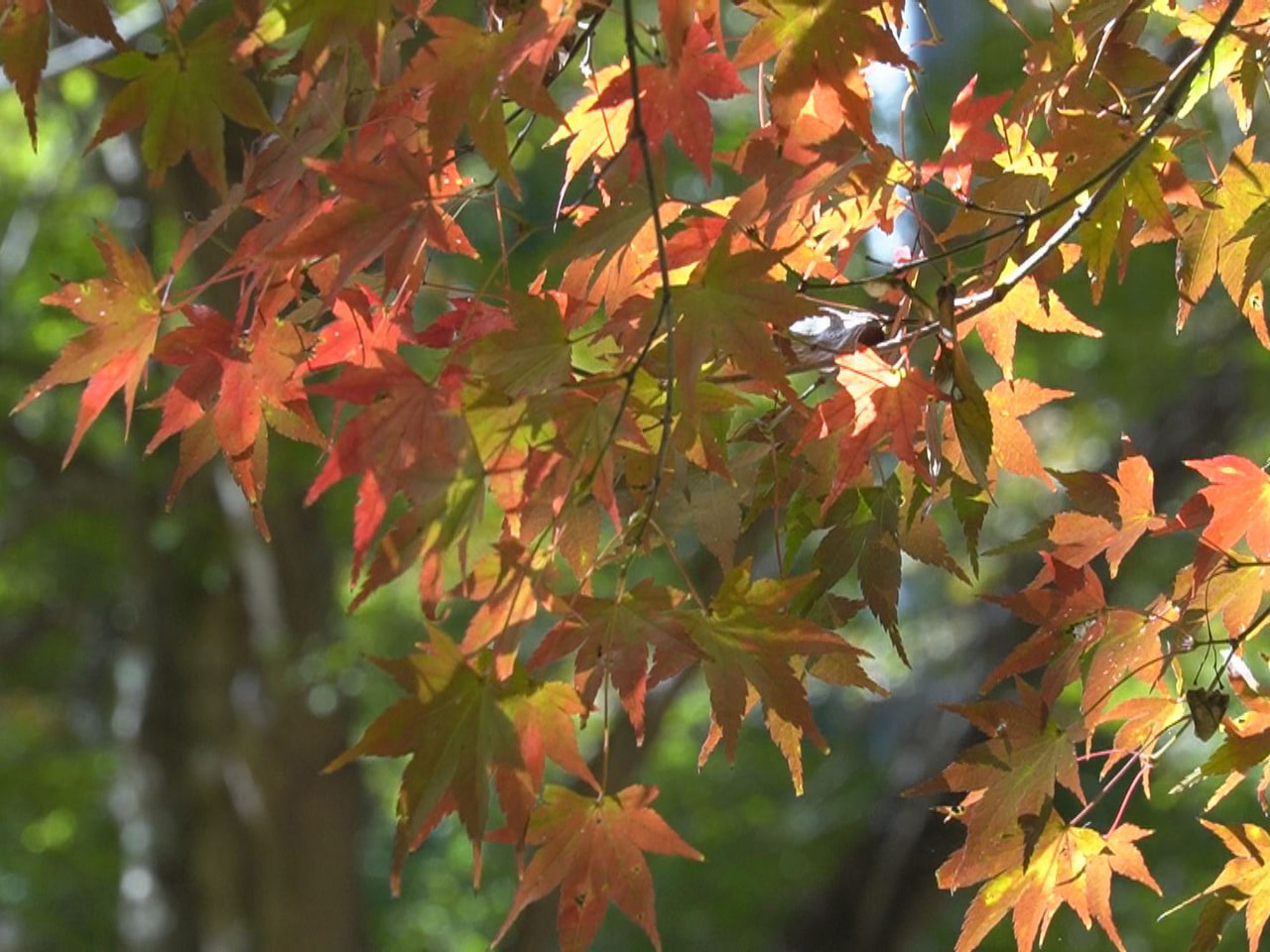 可児市の自然公園では、２３日から「もみじ祭」が開かれますが、今年はモミジの紅葉が...