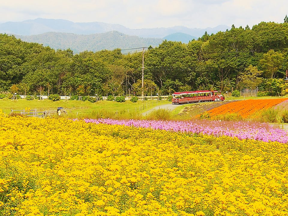 色彩のグラデーション 高原の花畑見ごろ ひるがの高原牧歌の里 ニュース ぎふチャン 岐阜放送公式サイト