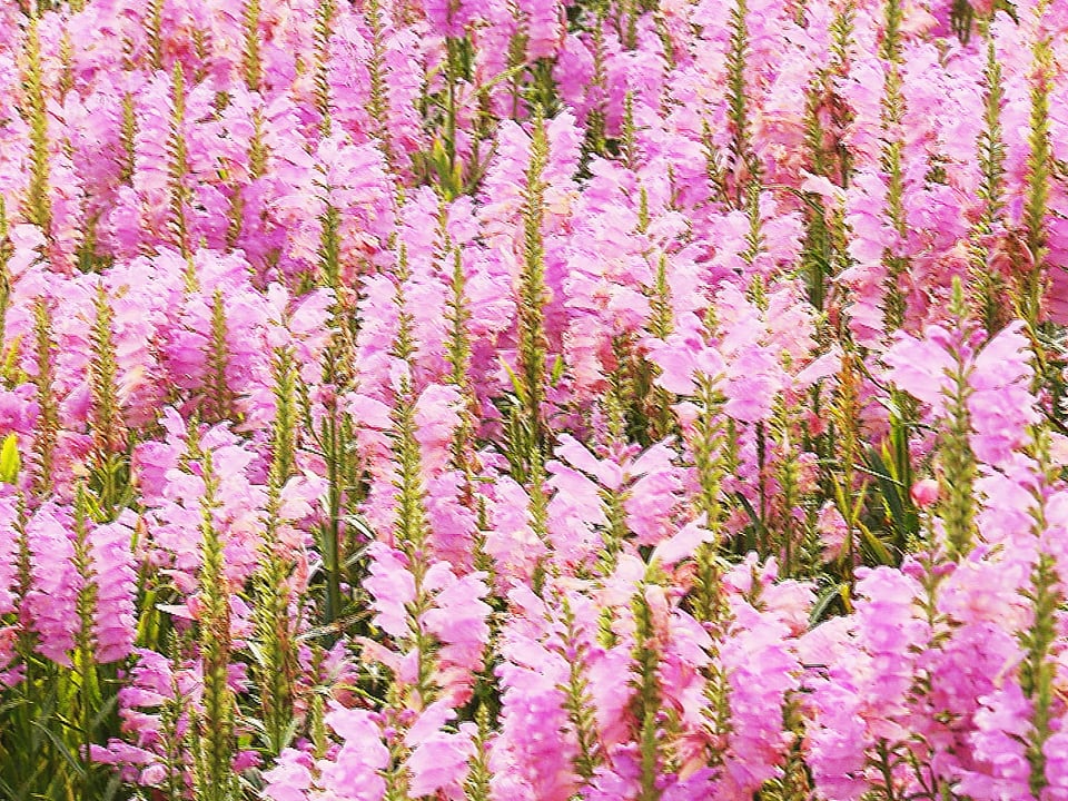 色彩のグラデーション 高原の花畑見ごろ ひるがの高原牧歌の里 ニュース ぎふチャン 岐阜放送公式サイト