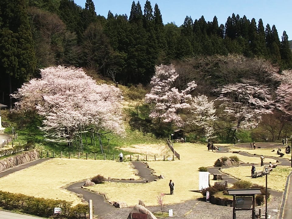 高山市で 臥龍桜 見頃 国の天然記念物 ニュース ぎふチャン 岐阜放送公式サイト