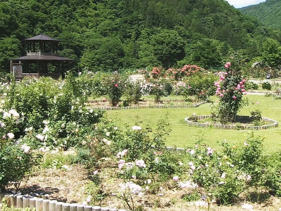 岐阜県飛騨市にバラ園オープン オリジナル品種など５０００株 ニュース ぎふチャン 岐阜放送公式サイト