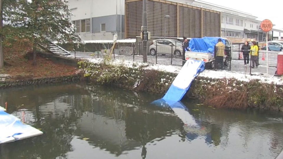 飛騨市の初冬の風物詩「瀬戸川のコイの引っ越し」 地元中学生も参加 岐阜県｜ニュース｜ぎふチャン｜岐阜放送公式サイト